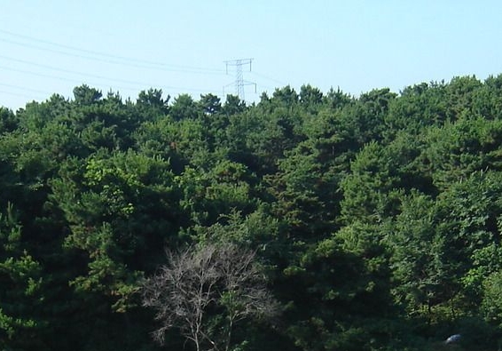 粉象生活的管道