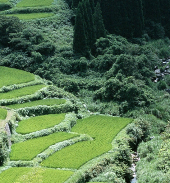 粉象生活成长体系