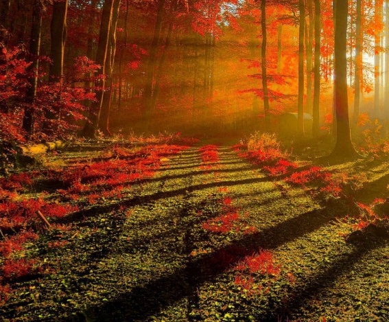 粉象生活未结算收益怎么提现