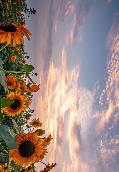 粉象生活覆盖金融