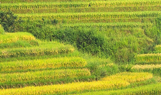 粉象生活365会员费佣金提取