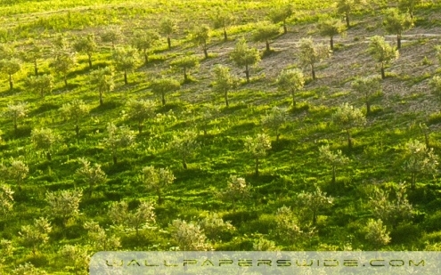 粉象分享就可以的佣金吗