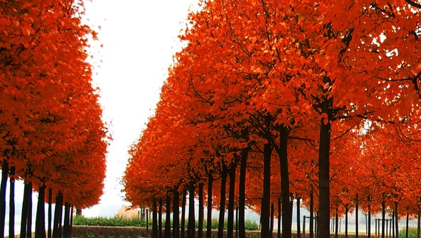 粉象生活真实收入