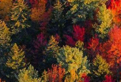 泉州脱水蒜粉代理