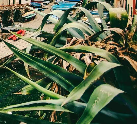 粉象生活晒收入是不是真的