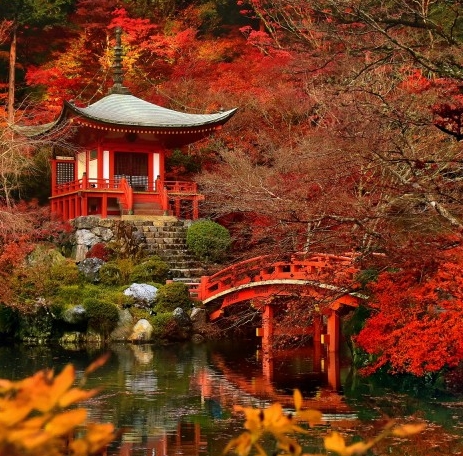 末世生活 白菜梗