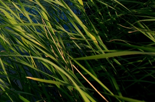 山东粉象生活收入