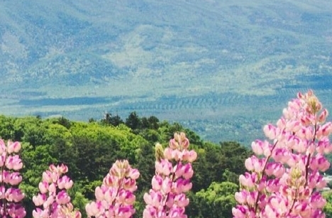 粉象生活邀请人牛X码