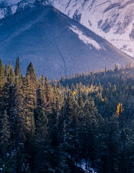 东莞粉象生活能拿几代佣金