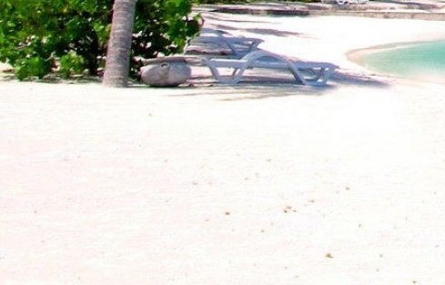 粉象生活不是vip可以得佣金吗