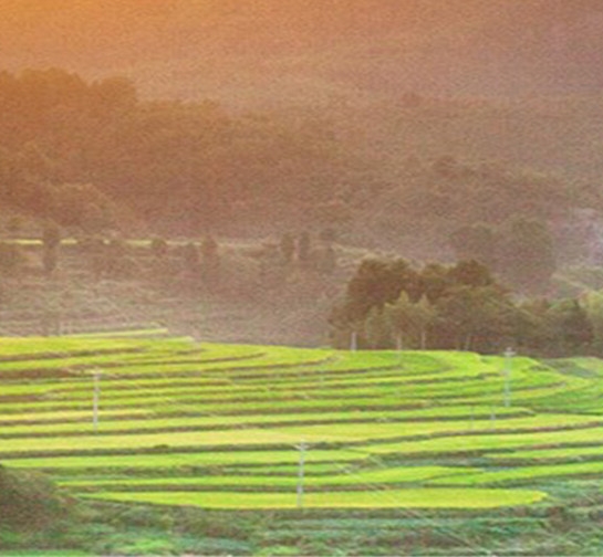 粉象生活代理模式