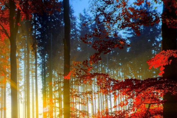 粉象生活歌曲视频