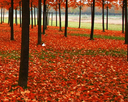 闲鱼怎么推广引流
