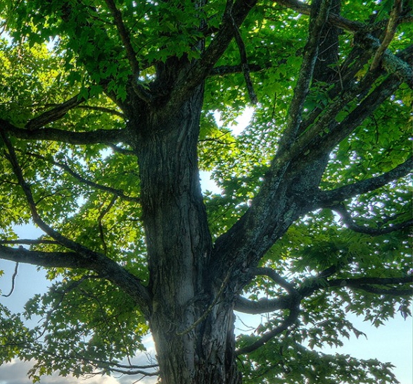 遵义生活垃圾焚烧发电厂