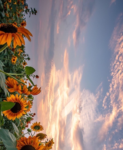 绵阳粉象生活app