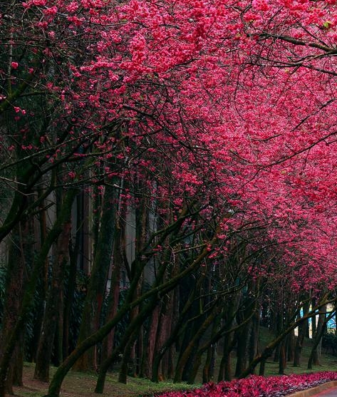 粉象生活怎么赚钱的