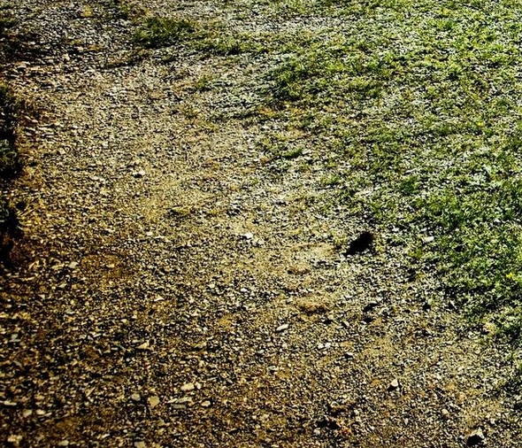 成都本地粉象生活