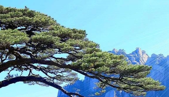 同城生活平台如何运营推广