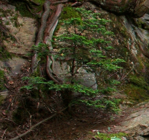 粉象生活挣钱吗