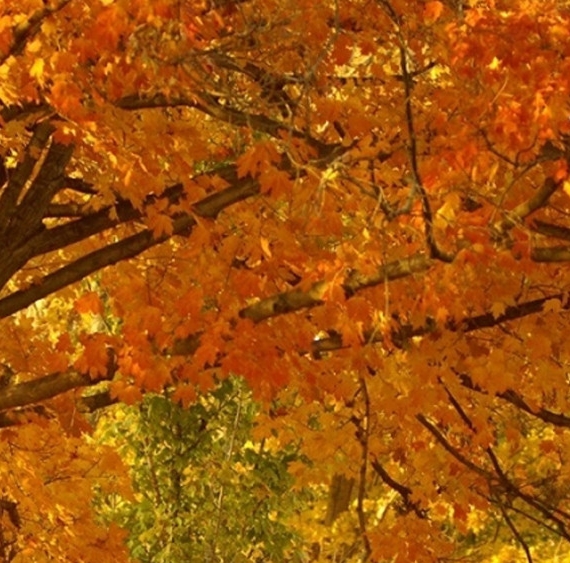 粉的象生活下载