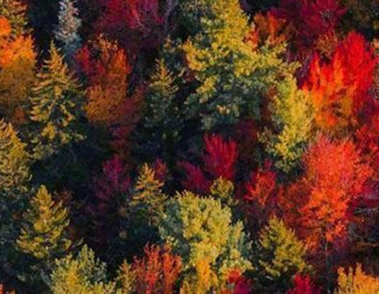 粉象生活分享后怎么没有佣金