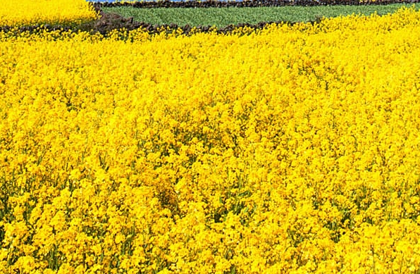 粉象生活退款多久到账