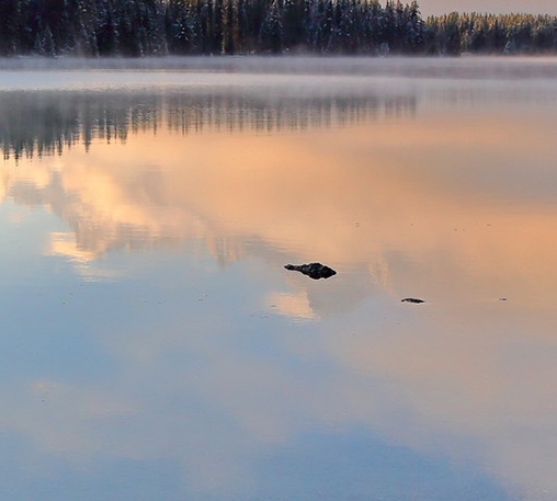 辽宁高端粉象生活是什么
