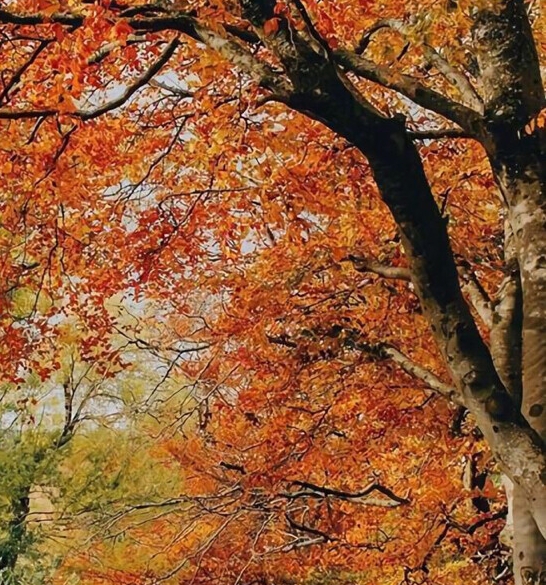 粉象生活怎么赚钱的