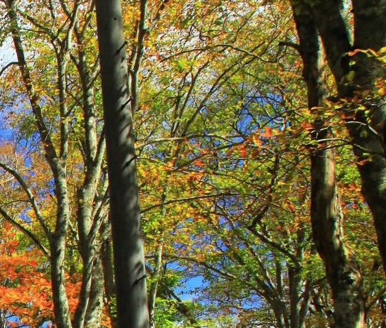 用粉象买东西安全吧