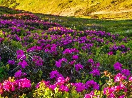 粉象生活APP能赚钱吗