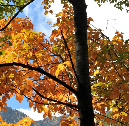 粉象生活邀请码