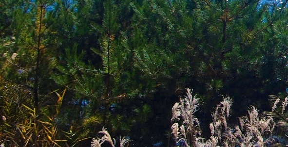 阳江粉象生活合伙人