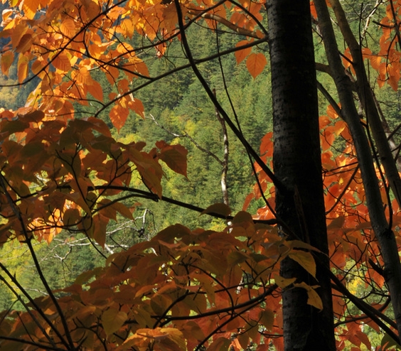 深圳赚生活代理