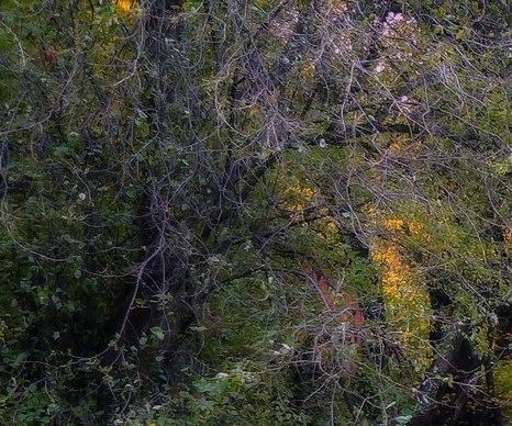 深圳粉象生活佣金