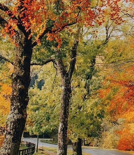 江西高端粉象生活软件