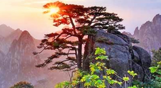 小森生活洋葱有什么用