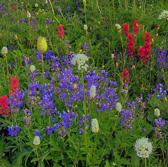 新手粉象生活下载