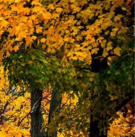 粉象世界app下载安装