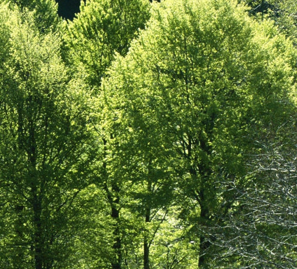 粉象生活推广引流教程