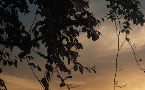 洋葱和粉象生活