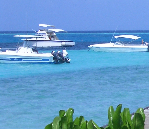 湖州正规粉象生活品牌好吗