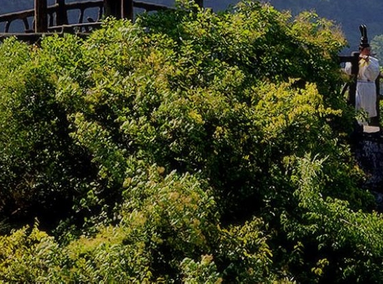 粉象生活一共几级代理