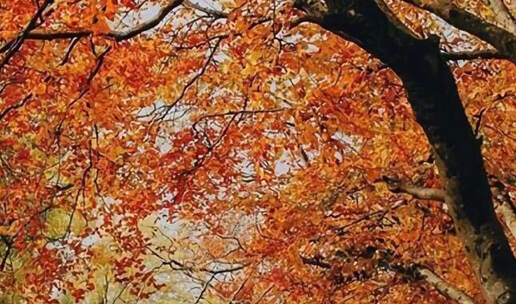 粉象生活优惠券是不是佣金