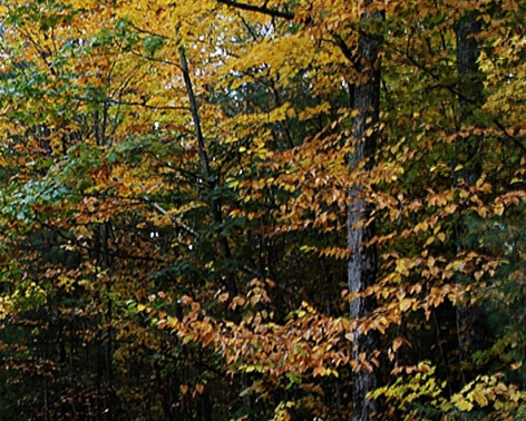 怎样申请粉象生活邀请码