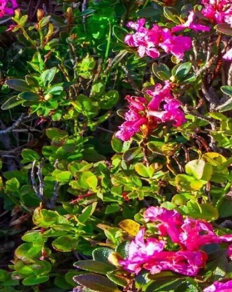 粉象生活怎么代购