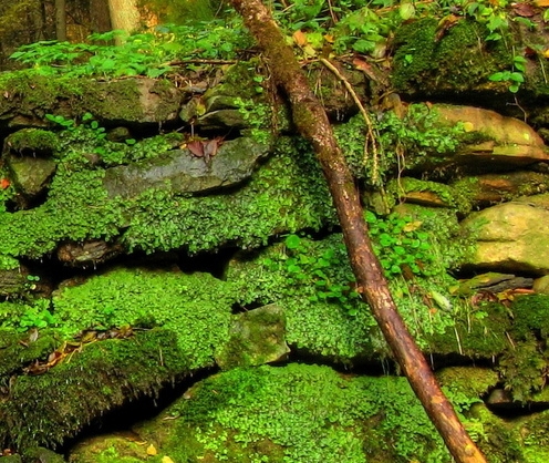 粉象生活进不去