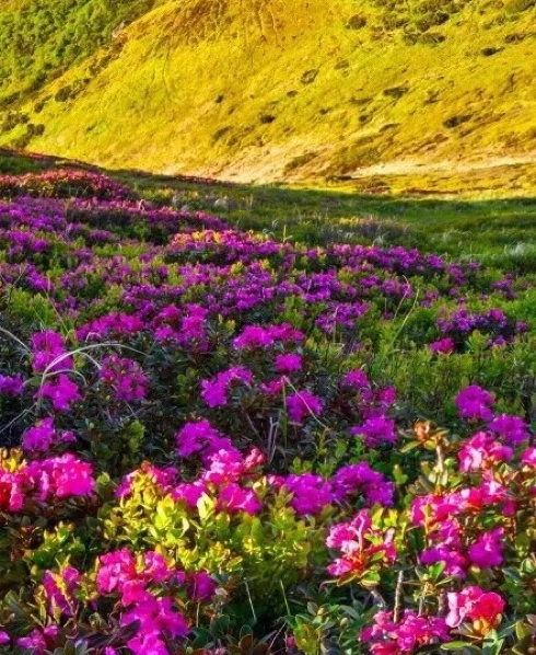 粉象生活中奖真假