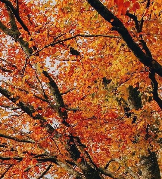 粉象生活下载app