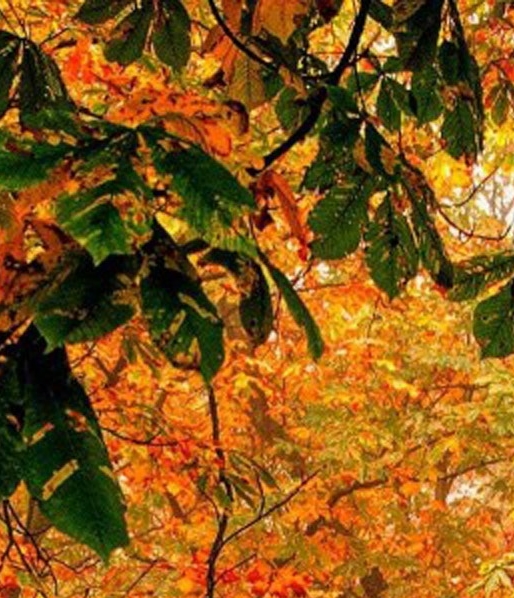 江门粉象生活收入