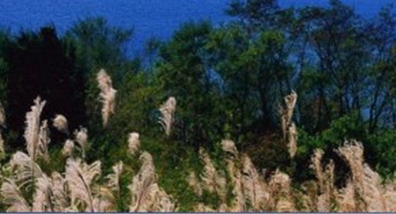 菏泽粉象生活推广如何做